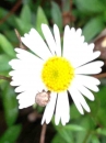 flower  : nom scientifique : Erigeron karvinskianus DC. , Erigeron , Asteraceae 