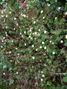 whole  : nom scientifique : Erigeron karvinskianus DC. , Erigeron , Asteraceae 