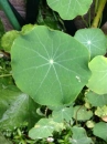 leaf  : nom scientifique : Tropaeolum majus L. , Tropaeolum , Tropaeolaceae 