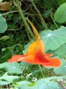 flower  : nom scientifique : Tropaeolum majus L. , Tropaeolum , Tropaeolaceae 