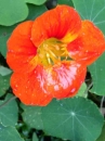 flower  : nom scientifique : Tropaeolum majus L. , Tropaeolum , Tropaeolaceae 