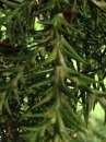 stemleaf  : nom scientifique : Cryptomeria japonica (Thunb. ex L. f.) D. Don , Cryptomeria , Cupressaceae 