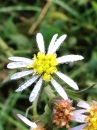 flower  : nom scientifique : Aster tripolium L. , Aster , Asteraceae 