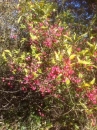whole  : nom scientifique : Euonymus europaeus L. , Euonymus , Celastraceae 