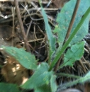 stemleaf : nom scientifique : Hieracium murorum L. , Hieracium , Asteraceae