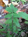 leaf  : nom scientifique : Sonchus oleraceus L. , Sonchus , Asteraceae 