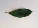 leaf :