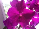 flower  : 