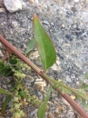 leaf  : nom scientifique : Chenopodium L. , Amaranthaceae 