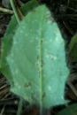 leaf : nom scientifique : Hieracium murorum L. , Hieracium , Asteraceae