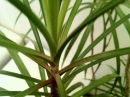 leaf :