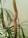 stemleaf :