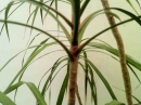 leaf :
