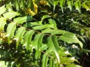 leaf :