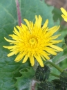 flower  : nom scientifique : Sonchus oleraceus L. , Sonchus , Asteraceae 