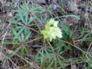flower  : 