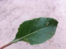 leaf :