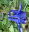 flower  : nom scientifique : Aquilegia vulgaris L. , Aquilegia , Ranunculaceae 