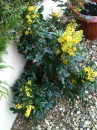 whole  : nom scientifique : Mahonia aquifolium (Pursh) Nutt. , Mahonia , Berberidaceae 