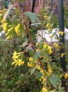 whole  : nom scientifique : Ribes odoratum H.L. Wendl. , Ribes , Grossulariaceae 