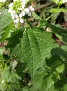 leaf  : nom scientifique : Alliaria petiolata (M. Bieb.) Cavara & Grande , Alliaria , Brassicaceae 