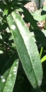 leaf  : nom scientifique : Echium vulgare L. , Echium , Boraginaceae 