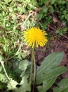 flower  : nom scientifique : Taraxacum officinale F.H. Wigg. , Taraxacum , Asteraceae 