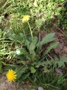 whole  : nom scientifique : Taraxacum officinale F.H. Wigg. , Taraxacum , Asteraceae 