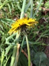 flower  : nom scientifique : Taraxacum officinale F.H. Wigg. , Taraxacum , Asteraceae 