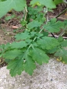 leaf  : nom scientifique : Chelidonium majus L. , Chelidonium , Papaveraceae 