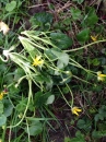 stemleaf  : nom scientifique : Ranunculus ficaria L. , Ranunculus , Ranunculaceae 