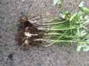 whole : nom scientifique : Ornithogalum umbellatum L. , Ornithogalum , Asparagaceae