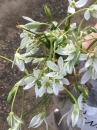 flower : nom scientifique : Ornithogalum umbellatum L. , Ornithogalum , Asparagaceae