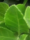 leaf :