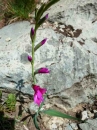 flower  : nom scientifique : Gladiolus palustris Gaudin , Gladiolus , Iridaceae 