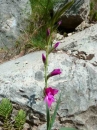 whole  : nom scientifique : Gladiolus palustris Gaudin , Gladiolus , Iridaceae 