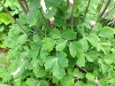 leaf :