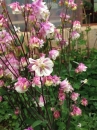 flower :