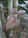 leaf :