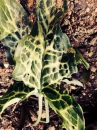 leaf  : nom scientifique : Arum L. , Araceae 