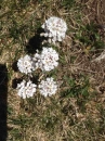 flower  : 